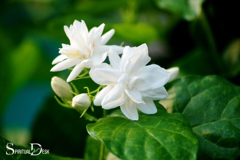 what is the spiritual meaning of jasmine
