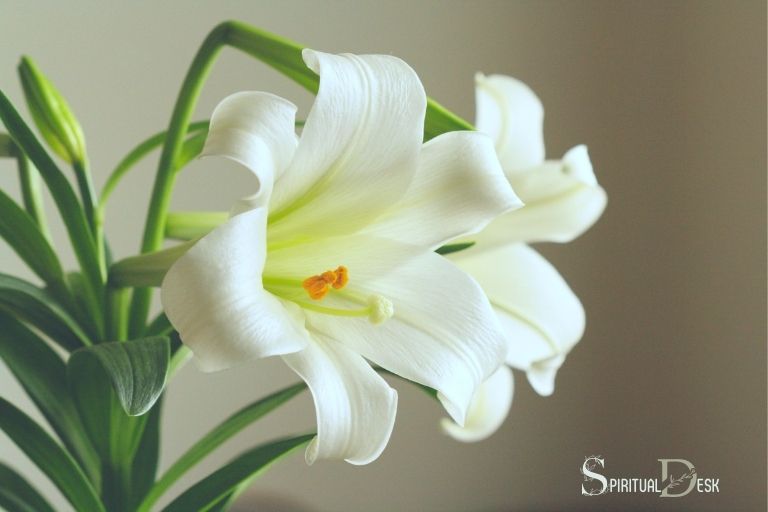 what is the spiritual meaning of lilies