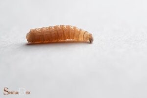 What is the Spiritual Meaning of Maggots? Transformation