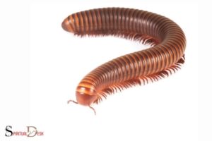 What is the Spiritual Meaning of Millipede? Self-Reflection