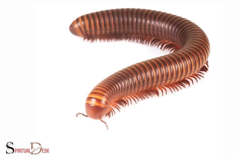 what is the spiritual meaning of millipede