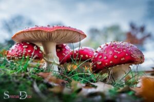 What is the Spiritual Meaning of Mushroom? Transformation