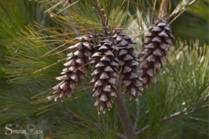 What is the Spiritual Meaning of Pine Cones? Enlightenment