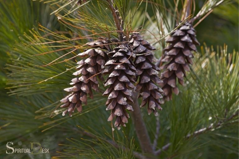what is the spiritual meaning of pine cones