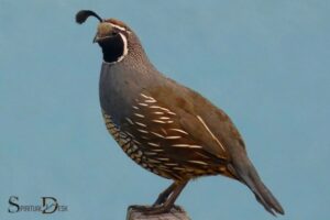 What is the Spiritual Meaning of Quail? Harmony!