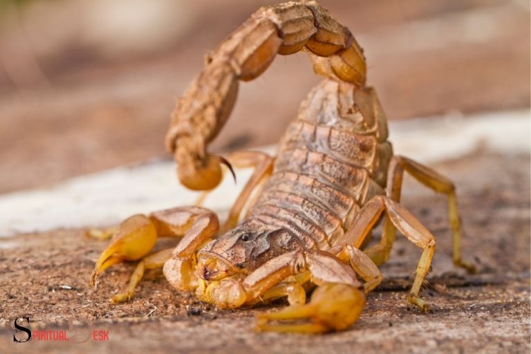 what is the spiritual meaning of scorpion