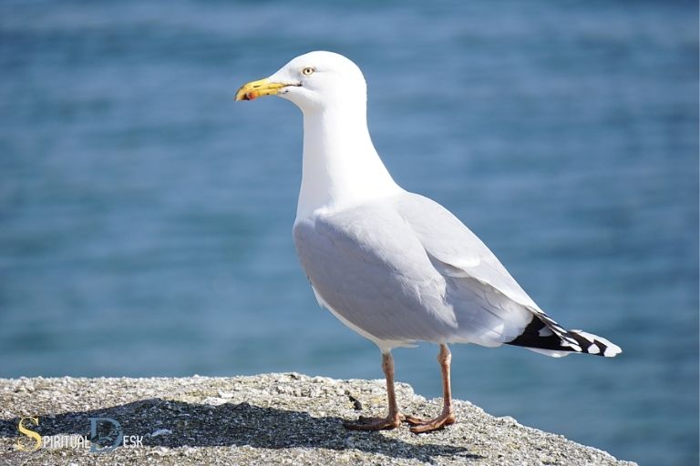 what is the spiritual meaning of seagulls