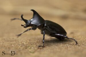 Seeing a Beetle Spiritual Meaning: Transformation!