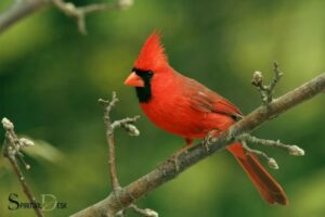 Seeing a Cardinal Spiritual Meaning: Renewal!