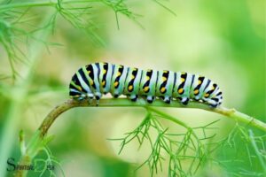 Seeing a Caterpillar Spiritual Meaning: Transformation!