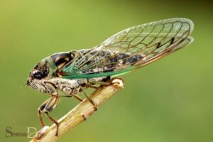 Seeing a Cicada Spiritual Meaning: Rebirth!