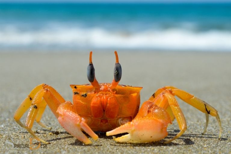 Seeing a Crab Spiritual Meaning