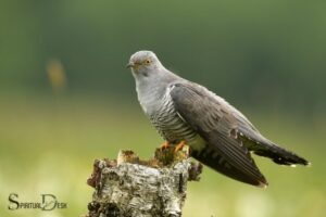 Seeing a Cuckoo Spiritual Meaning: Transformation!