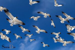 Seeing a Flock of Birds Spiritual Meaning