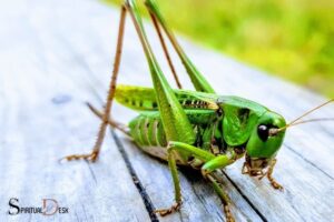 Seeing a Grasshopper Spiritual Meaning