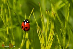 Seeing a Ladybug Spiritual Meaning: Good Luck, Fortune!