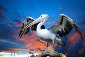 Seeing a Pelican Spiritual Meaning: Self-Sacrifice!