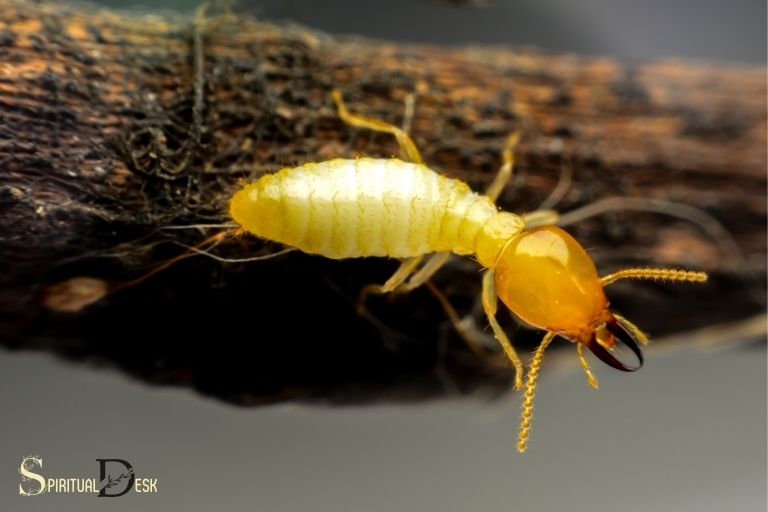 what is the spiritual meaning of termites