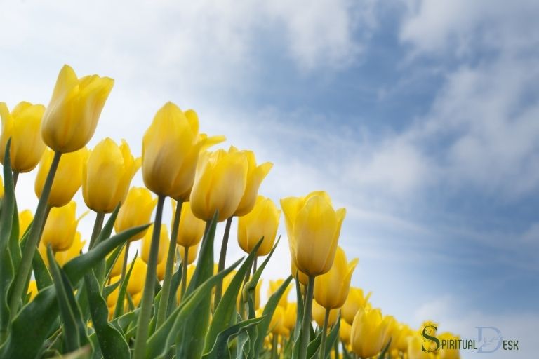 what is the spiritual meaning of tulips