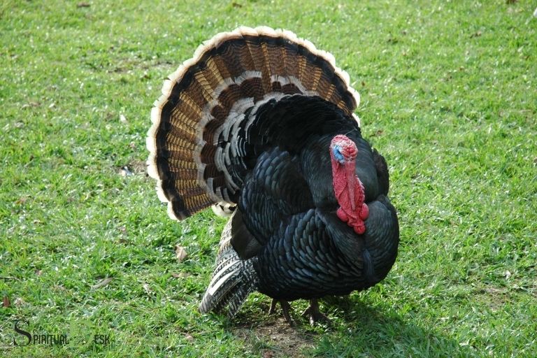 what is the spiritual meaning of turkeys