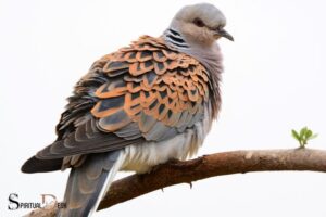 What is the Spiritual Meaning of Turtle Doves? Faithfulness!