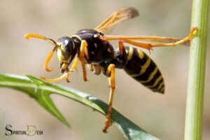 What is the Spiritual Meaning of Wasps? Communication