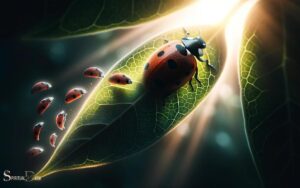 Black Ladybug Spiritual Meaning: Transformation!