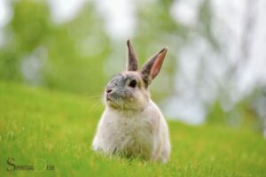 Seeing a Rabbit Spiritual Meaning: Comfort, Vulnerability