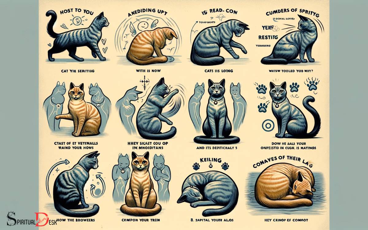 How-Cats-Help-Us-Attune-To-Our-Intuition-And-Higher-Self